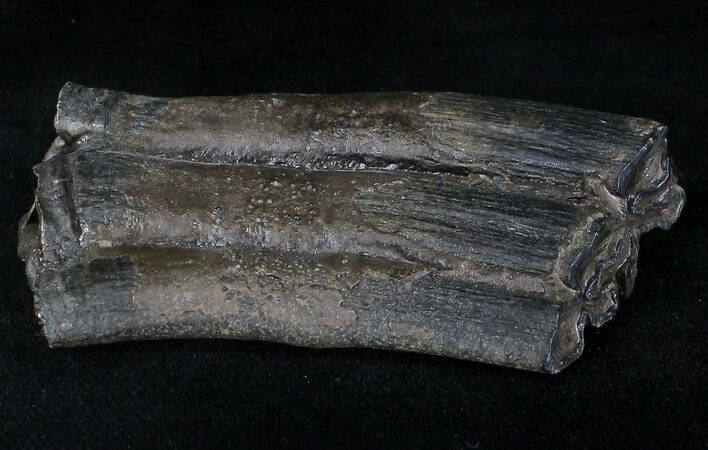 Pleistocene Aged Fossil Horse Tooth - Florida #21831
